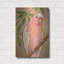  «Pink Parrot» par Bebe Keith, art mural en métal, 16 po x 24 po