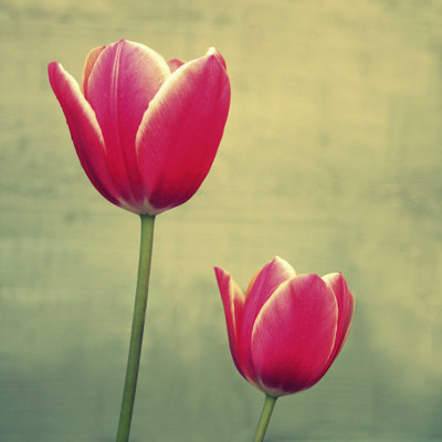Tulipe fuchsia II