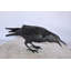Corbeau à la recherche de nourriture élégante statue en bronze - Design complexe, superbe décoration intérieure, L 24 po x l 6 po x H 12 po