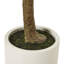 Andaiye Plant in Pot-329042393