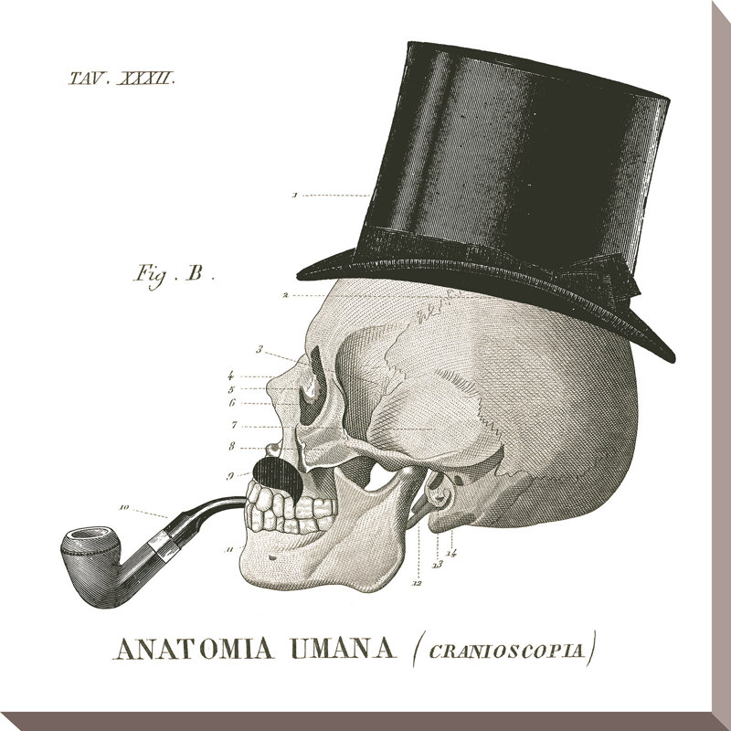 «Dandy Bones II», reproduction de dessin, H 36 po x l 36 po x P 1,5 po, Toile tendue