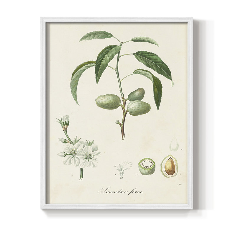 Antique Ammond Botanical I, reproduction encadrée - bois massif, Blanc, H 20 po x l 16 po