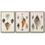 Sowerby Shells IV, ensemble de 3 toiles encadrées sur toile-97706436-97706437