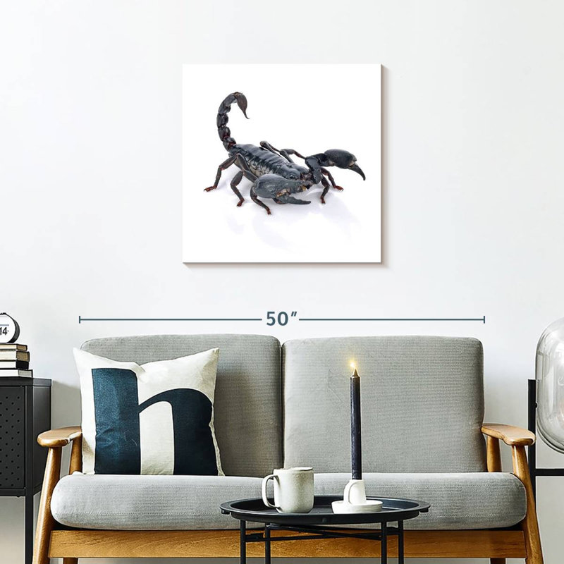 Crowle Emperor Scorpion, H 24 po x l 24 po