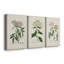 Antique Turpin Botanical VII - Ensemble de 3 peintures sur toile tendue-569950420