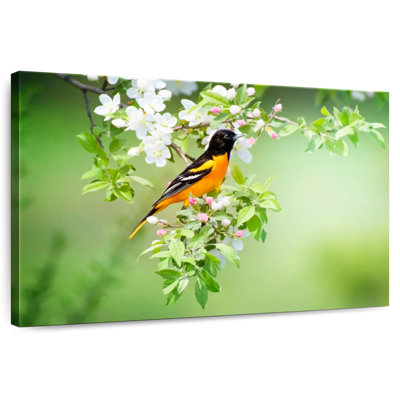 Brampt Oriole
