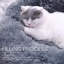 Coan Nest Pet Bed