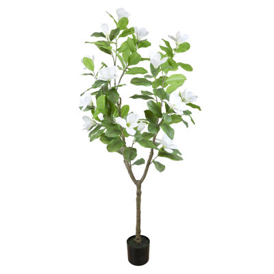 Magnolia