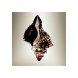 Gilt Shells IV Print by Zoey Riley
