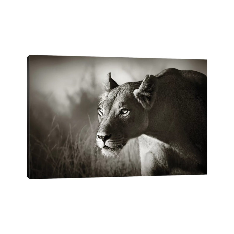 Lioness Stalking by Johan Swanepoel - Wrapped Canvas Print, 66.04 cm H x 45.72 cm W