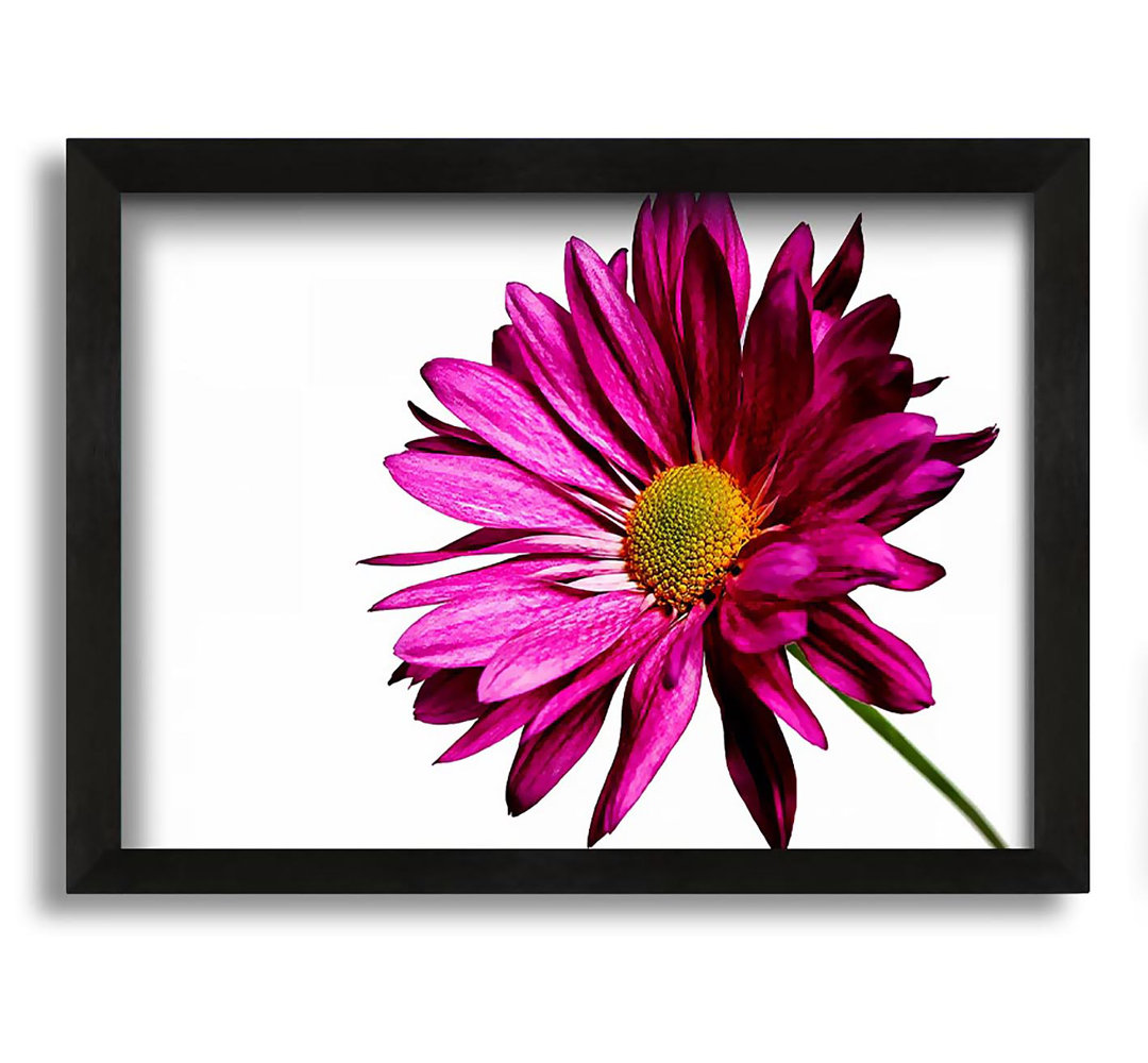 Gerahmtes Leinwandbild Single Cerise Daisy