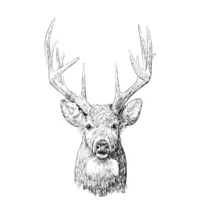Young Buck Sketch II by Emma Scarvey - Wrapped Canvas Print