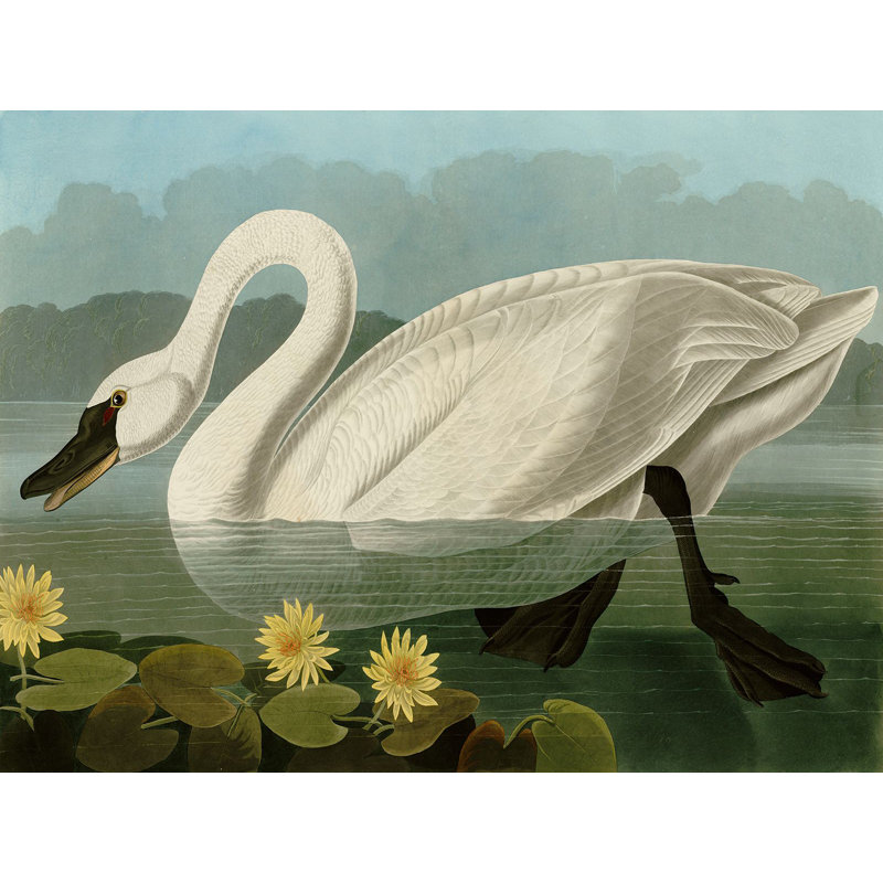 Common American Swan by John Audubon - Wrapped Canvas Painting, 60cm H x 80cm W x 4cm D
