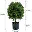 50cm Plant