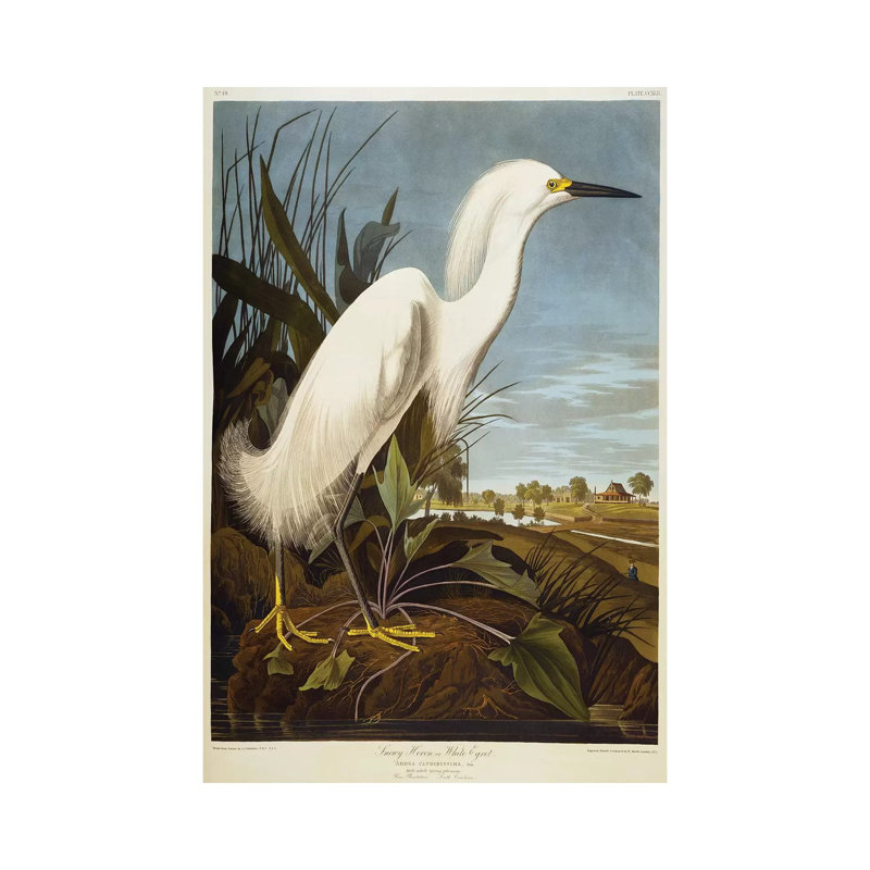 Snowy Heron Or White Egret/Snowy Egret by John Audubon - Wrapped Canvas Print, 101.6 cm H x 66.04 cm W x 3.175 cm D