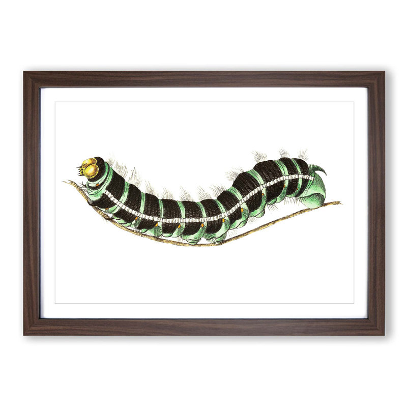 Illustration of a Green Caterpillar - Picture Frame Graphic Art Print, 27cm H x 36cm W x 2cm D, Walnut Framed