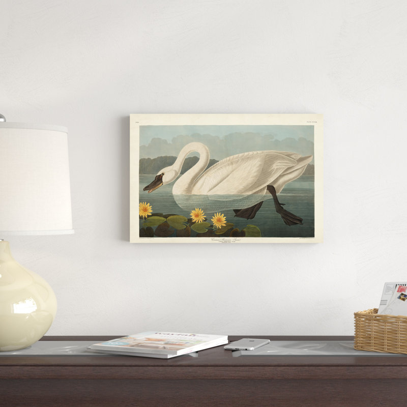 Pl 411 cygne d'Amérique, H 12 po x l 18 po