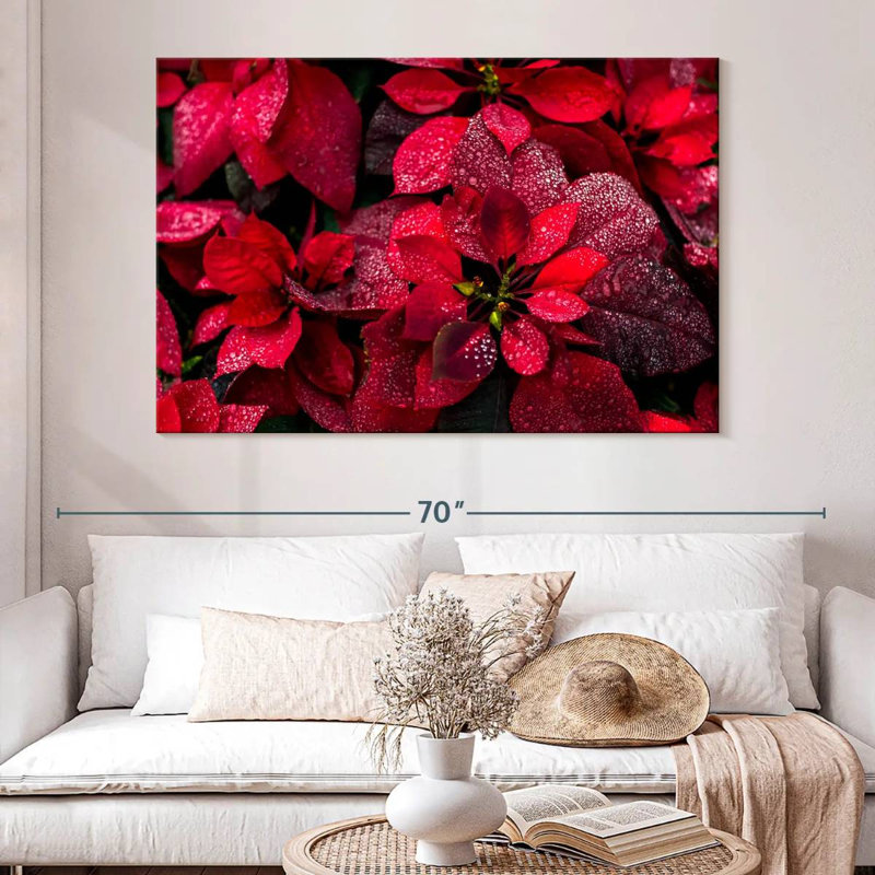 Dewy Poinsettia, 34" H x 51" W