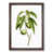 Walnut Framed
