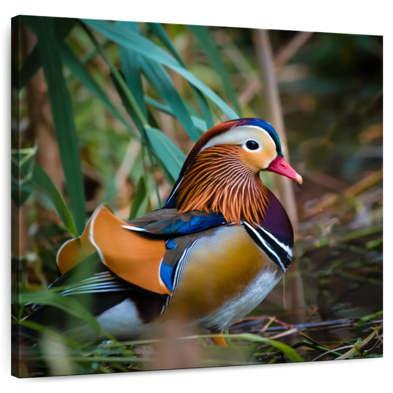Colorful Mandarin Duck