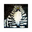 « bert » par kim haskins-impression d’art graphique-49774663-49774662