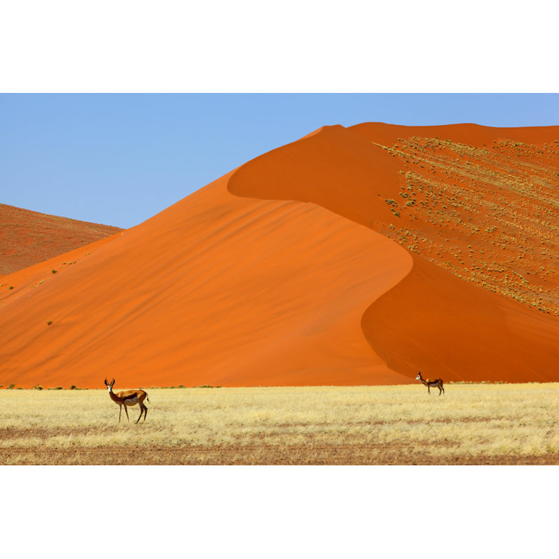 Springbok At Large Red Sand Dunes by Hannes Thirion - Wrapped Canvas Print, 30cm H x 46cm W x 3.8cm D