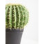 30cm Faux Cactus Plant in Pot