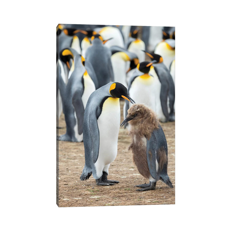 Feeding A Chick In Brown Plumage. King Penguin On Falkland Islands. by Martin Zwick - Wrapped Canvas Gallery-Wrapped Canvas Giclée