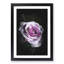 The Pale Purple Rose - Framed Print-56742486-56742484