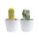 2 Piece Costa Farms Live Cactus Low Maintenance Plant in Ceramic Planter