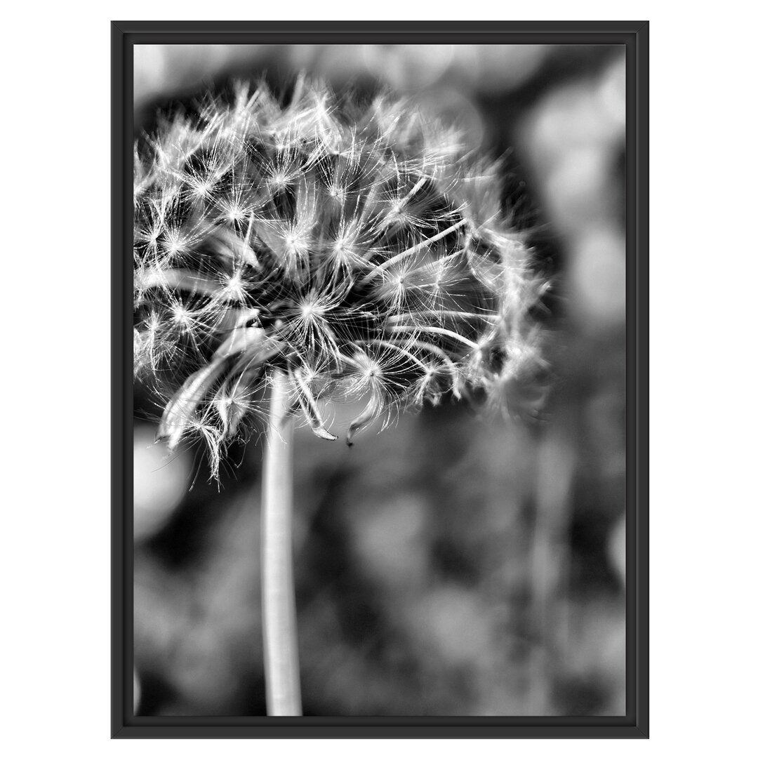 Gerahmtes Wandbild Pusteblume auf Wiese