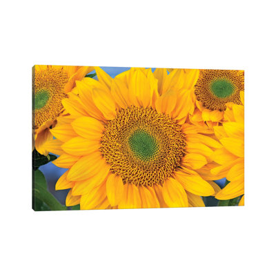 Common Sunflower Group Showing Symmetrical Seed Heads, North America III by Tim Fitzharris - Wrapped Canvas Print
