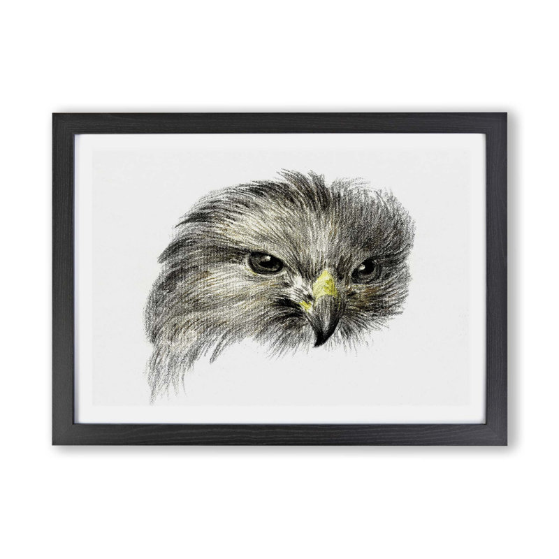 Bird of Prey - Framed Print, Black, 33cm H x 45cm W x 2cm D