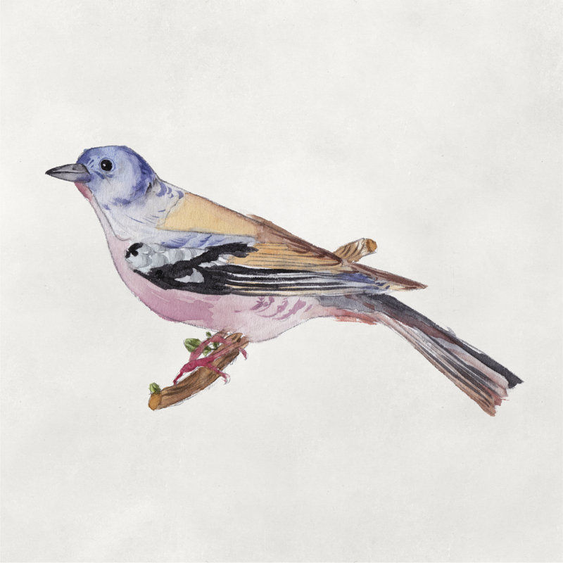 Bird Sketch II by Melissa Wang - Wrapped Canvas Print, 51cm H x 51cm W x 3.8cm D