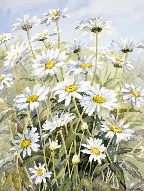 Drapeau de jardin «Fere Daisies» par Bettie Cheesman, H 15 po x l 11 po
