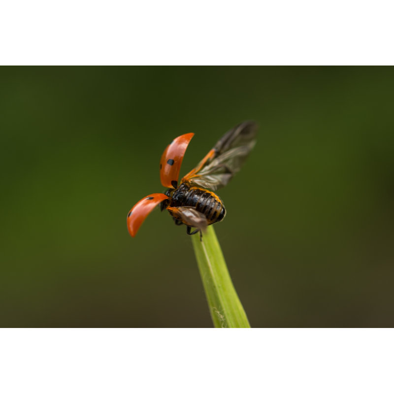 Rolfes Ladybug Taking Flight - Wrapped Canvas Print, 81cm H x 122cm W x 3.8cm D