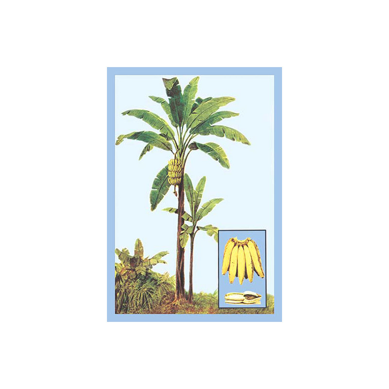 « banana », impression