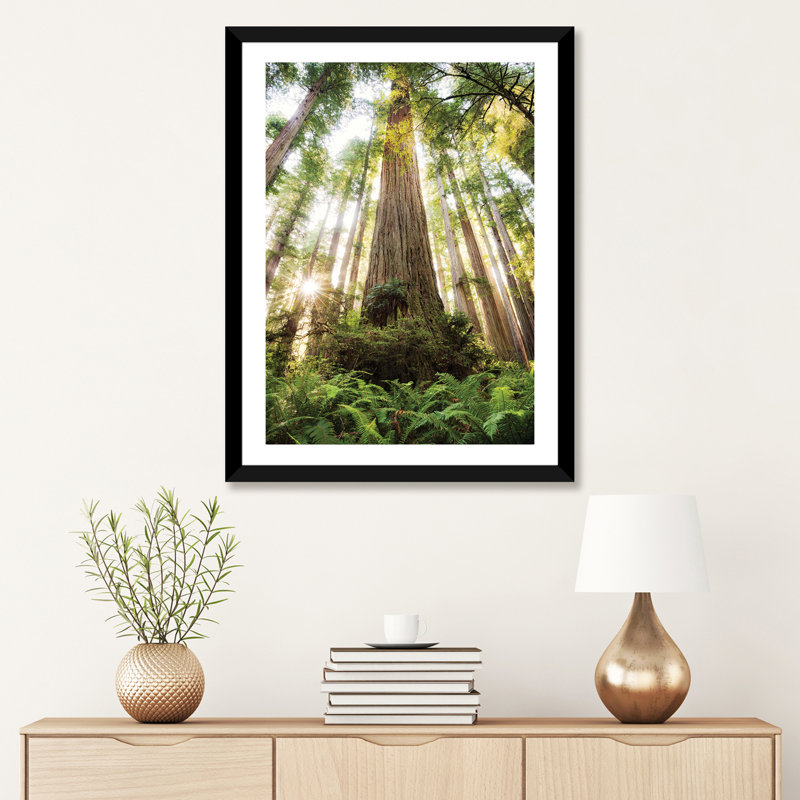 «Redwood Forest» par Stefan Hefele - reproduction de photo, H 32 po x l 24 po x P 1 po, Papier encadré noir