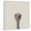 «Grumpy Ostrich II», reproduction sur toile avec cadre flottant-28014375