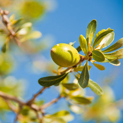 Argan Fruit on the Branch - Photographie sur toile tendue