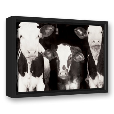 " Cow Pals "