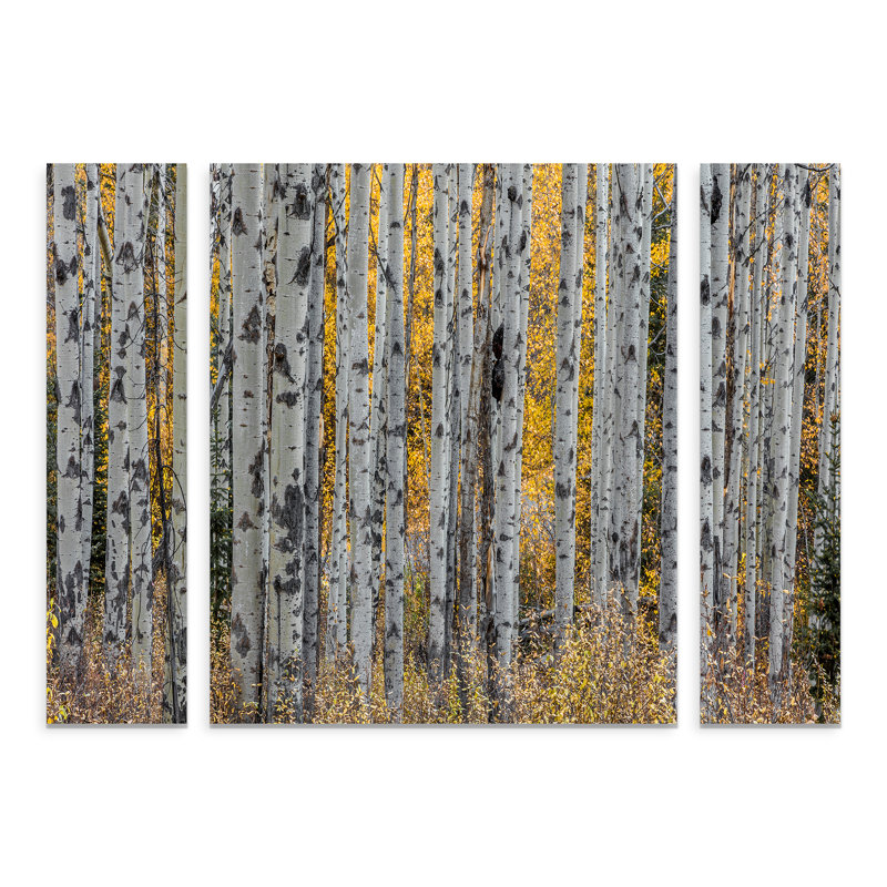 « aspen trees », reproduction de photo à multiples images sur toile tendue, H 24 po x l 32 po x P 2 po