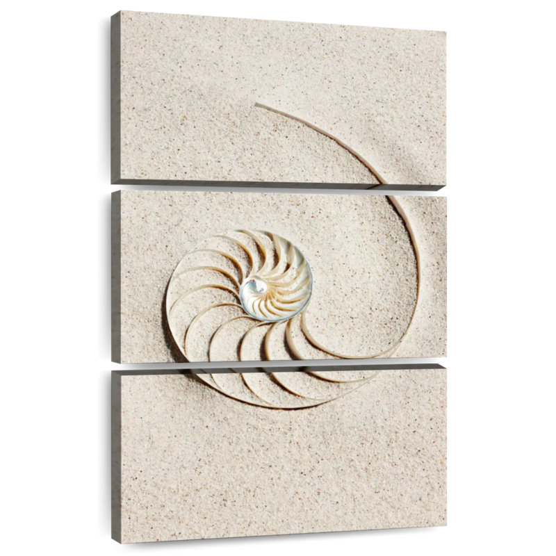 Brampt Nautilus Shell In Sand, 32" H x 20" W