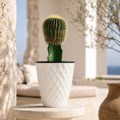 Live Grafted Moon Cactus in Ribbed Décor Pot