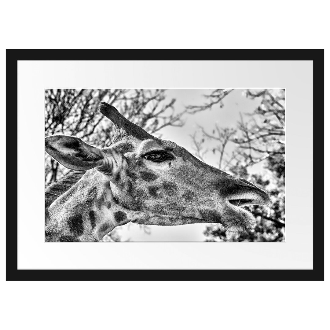 Gerahmtes Poster Anmutige Giraffe isst