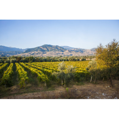 Flemings Vineyards Of Anatolia - Wrapped Canvas Print