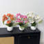 Artificial Orchid Flowers with Pot, Fake Orchid Plants for Home Decoration, Faux Flowers for Living Room Bedroom Kitchen Table Indoor Decor-1571227584
