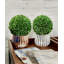 Buis de plantes en faux conserve