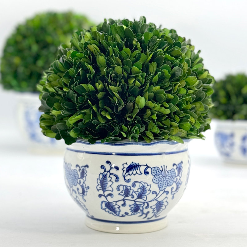 Preserved Arrangement in Pot, 7.9" H x 9.5" W x 9.5" D