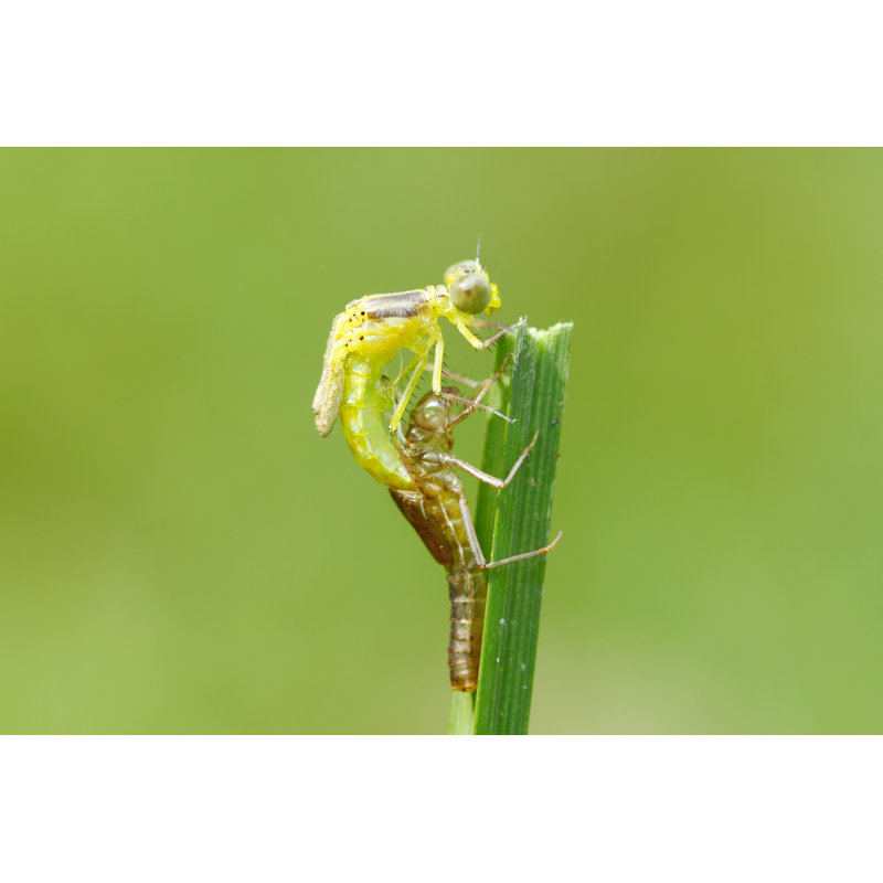 Moulting - Wrapped Canvas Print, 20cm H x 30cm W x 3.8cm D